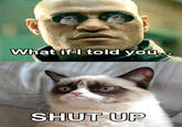 Grumpy Cat