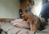 Cats