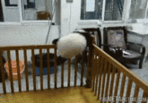 Cute Animals