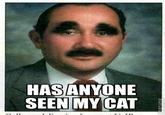Eyebrow Cat