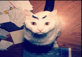 Eyebrow Cat