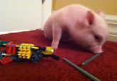 Chris P. Bacon