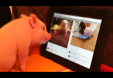 Chris P. Bacon