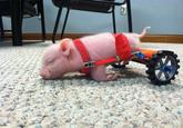 Chris P. Bacon