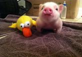 Chris P. Bacon