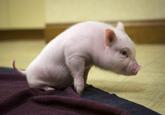 Chris P. Bacon
