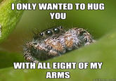 Misunderstood Spider