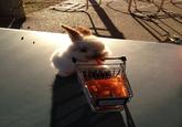 Cute Animals
