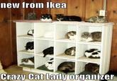 LOLcats