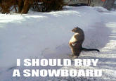 I Should Buy a Boat Cat