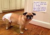 Dogshaming