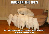 Storytelling Dog