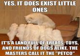Storytelling Dog