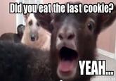 accepting goat