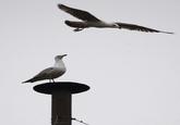 Sistine Seagull