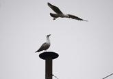 Sistine Seagull