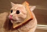 Cat Breading