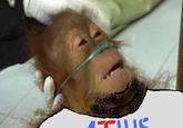 Fatlus