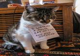 Dogshaming
