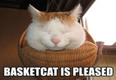 Shironeko / Basket Cat