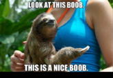 Sloths