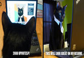 Business Cat