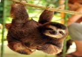 Sloths