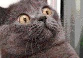 Vibrating GIFs