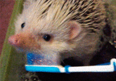 Brushie Brushie Brushie