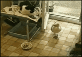 Cats