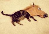 Horse Head Mask