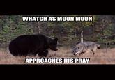 Moon Moon