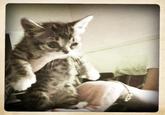 Lil Bub