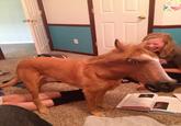 Horse Head Mask