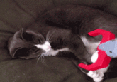 Cats