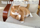 Mylo the Cat