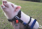 Chris P. Bacon