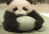 Cute Animals