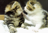 Cats