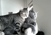 Cats
