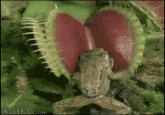 Damn Nature, You Scary!