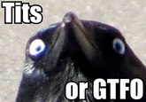 Tits or GTFO