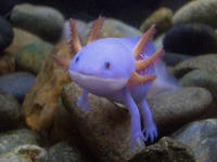I Herd U Like Mudkips
