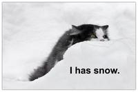 LOLcats