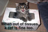 A Cat Is Fine Too