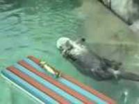 Otters Holding Hands