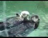 Otters Holding Hands