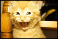 Awesome Face / Epic Smiley
