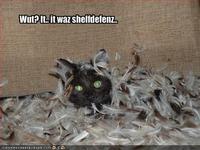 LOLcats