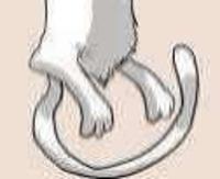 Longcat
